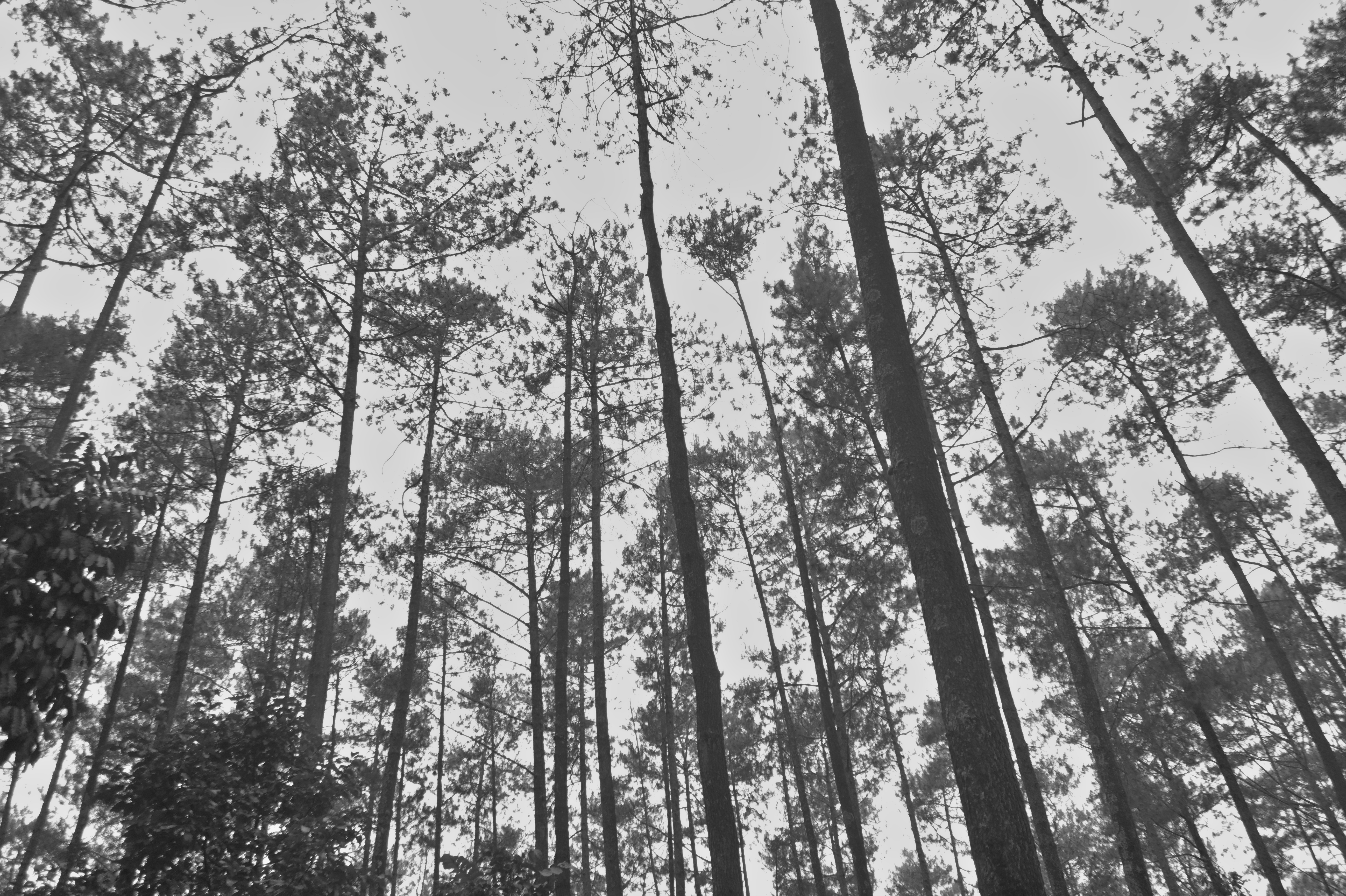 Foto Pepohonan dengan Hitam Putih